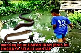 Mancing Belut Di Sawah Togel