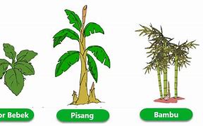 Tuliskan Contoh Tumbuhan Yang Berkembang Biak Dengan Cara Stolon